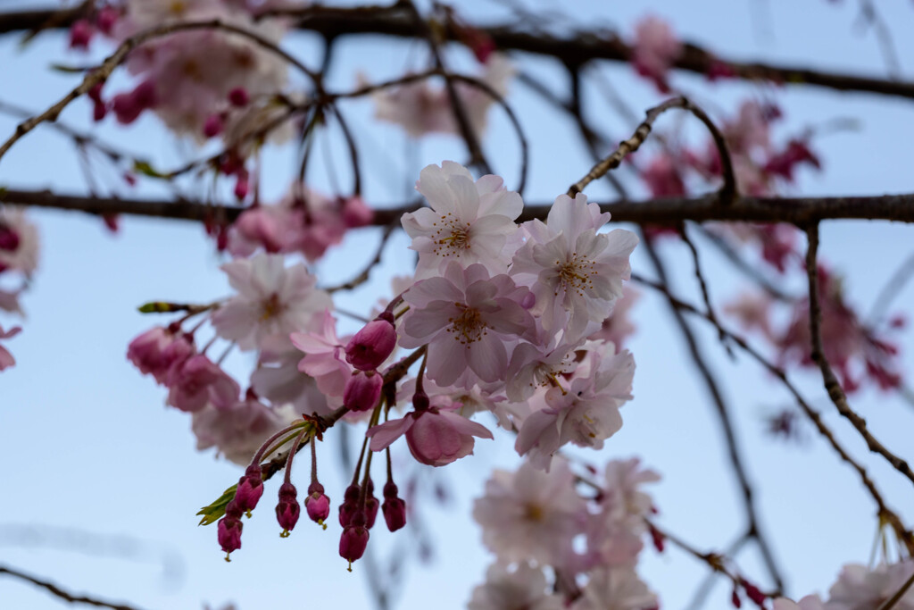 2021大阪城公園のしだれ桜3