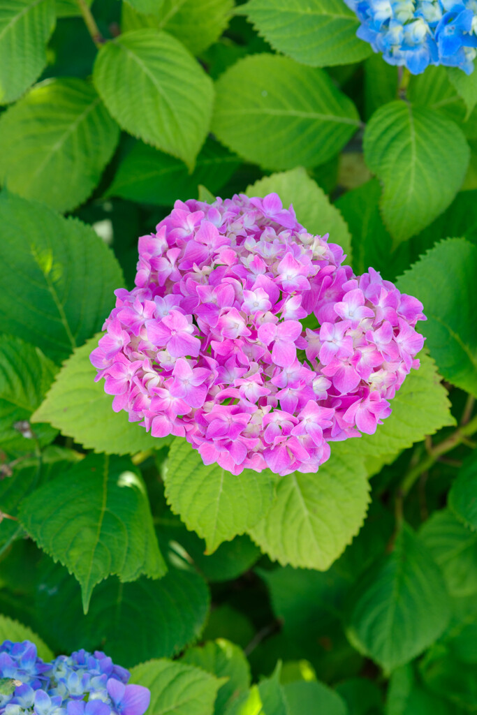 紫陽花20