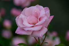 中之島公園の薔薇31桜貝