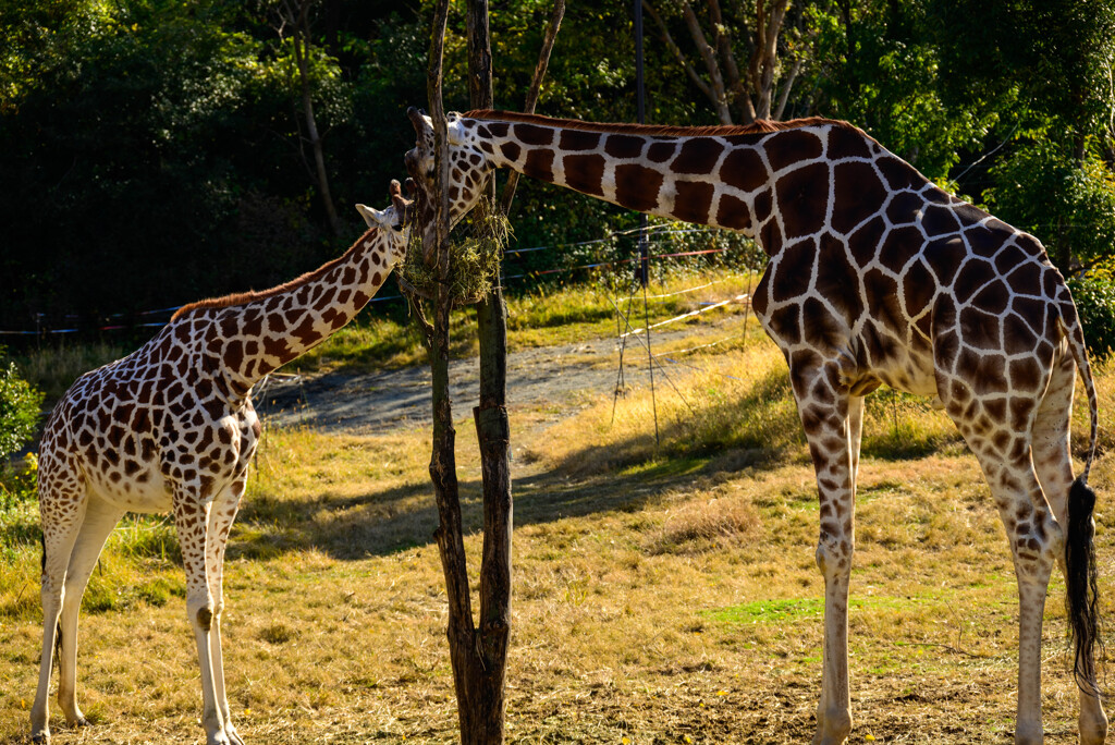 天王寺動物園キリンの幸弥くんとハルカスちゃん3