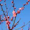 青空と紅梅4