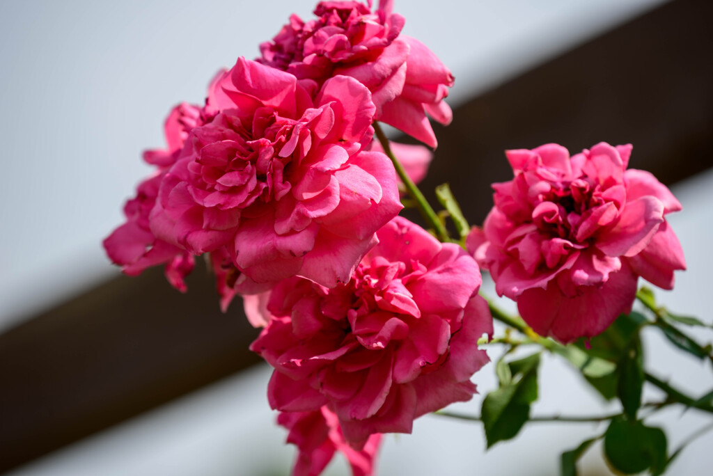 長居植物園の薔薇4