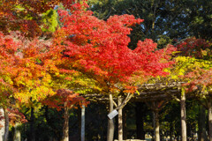 2019奈良公園紅葉7