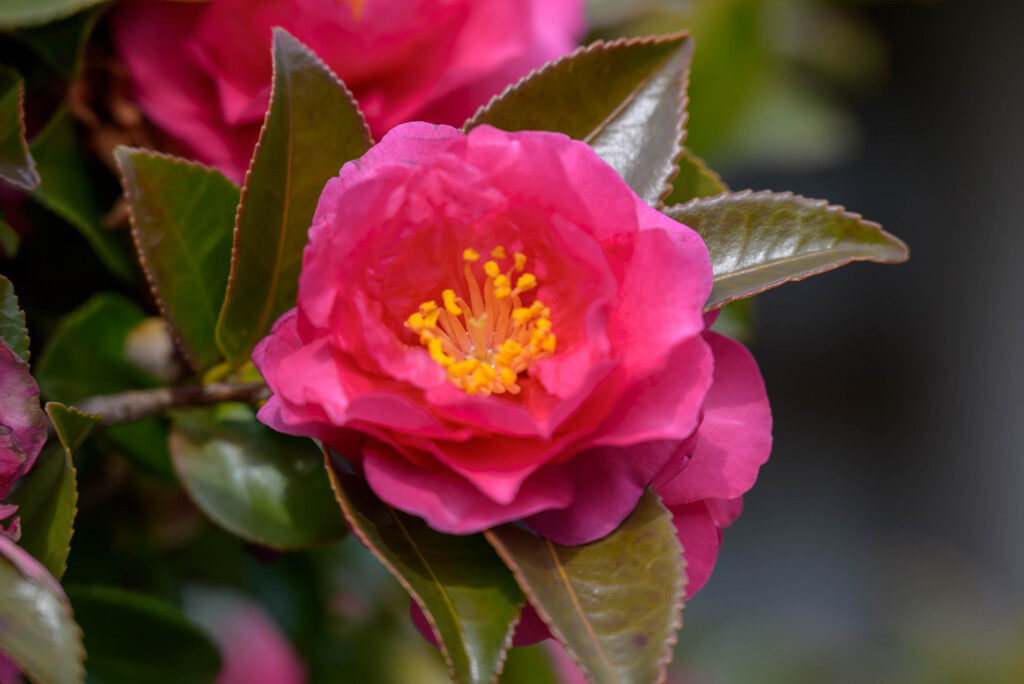 2022年 山茶花2