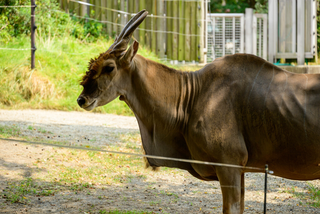 天王寺動物園のエランド2