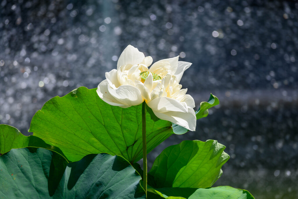 鶴見緑地咲くやこの花館の蓮2