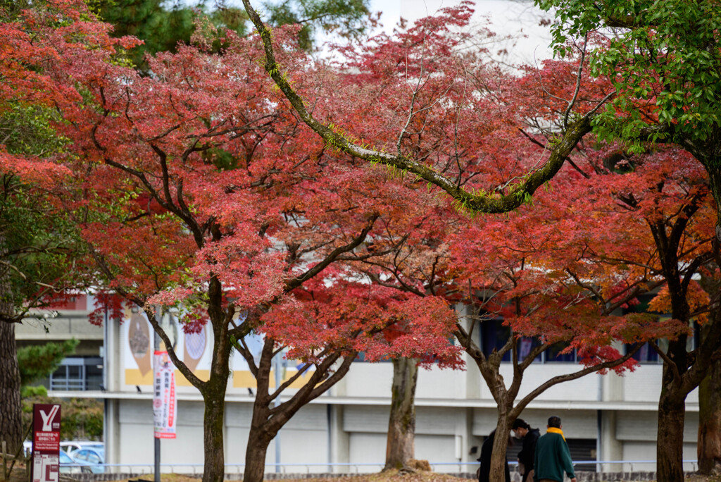 奈良公園の紅葉3