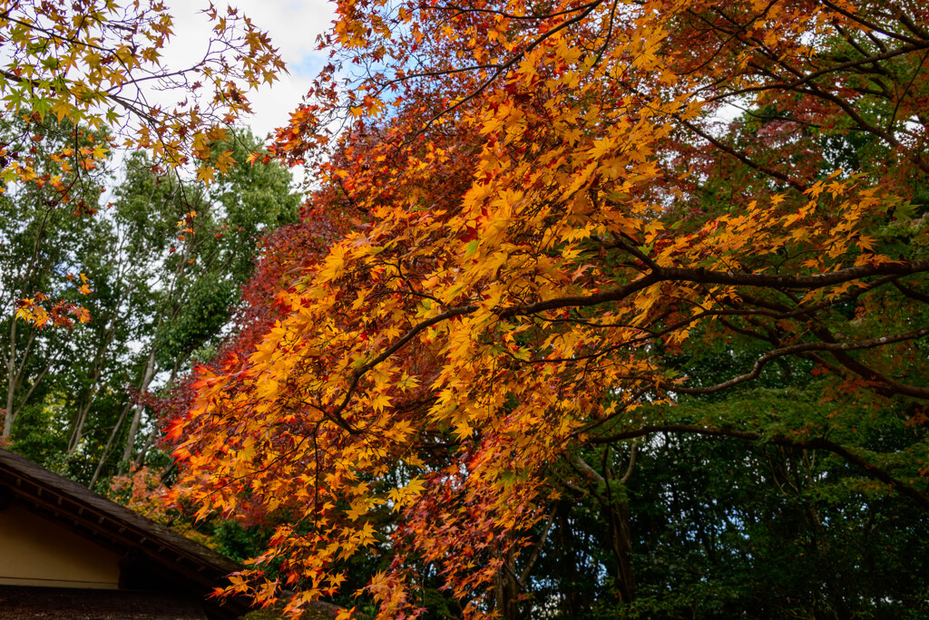 万博記念公園汎庵・万里庵紅葉4