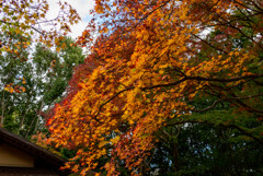 万博記念公園汎庵・万里庵紅葉4