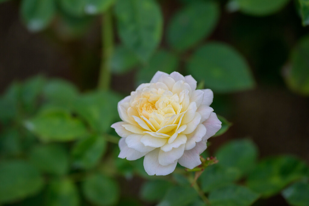 中之島公園の薔薇50