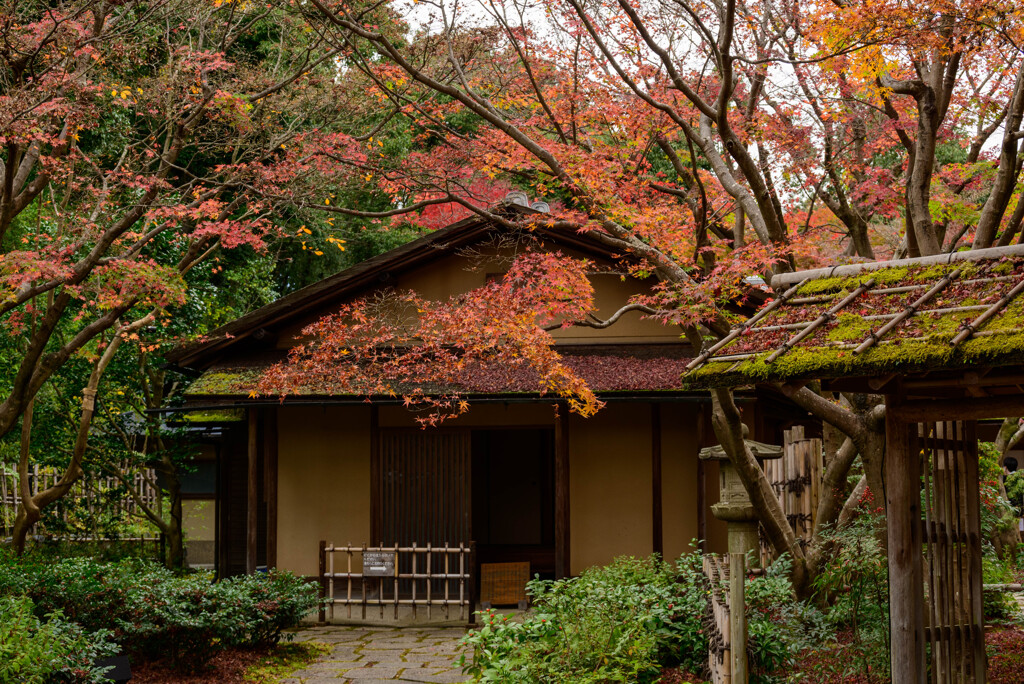 万博記念公園汎庵・万里庵紅葉3
