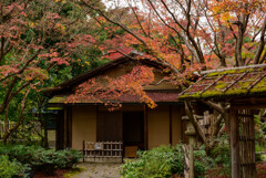 万博記念公園汎庵・万里庵紅葉3