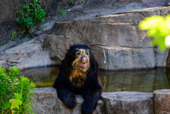 天王寺動物園メガネグマ2