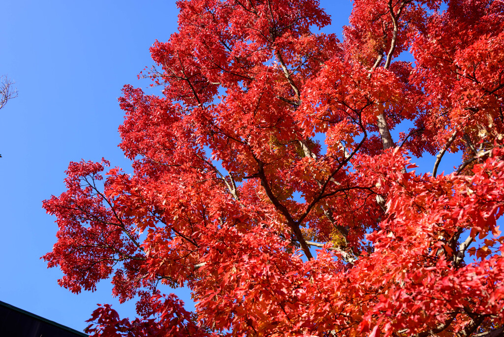 青空と紅葉