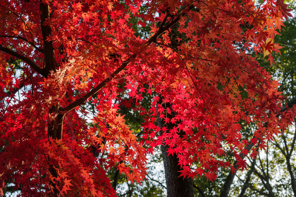 2019奈良公園紅葉24