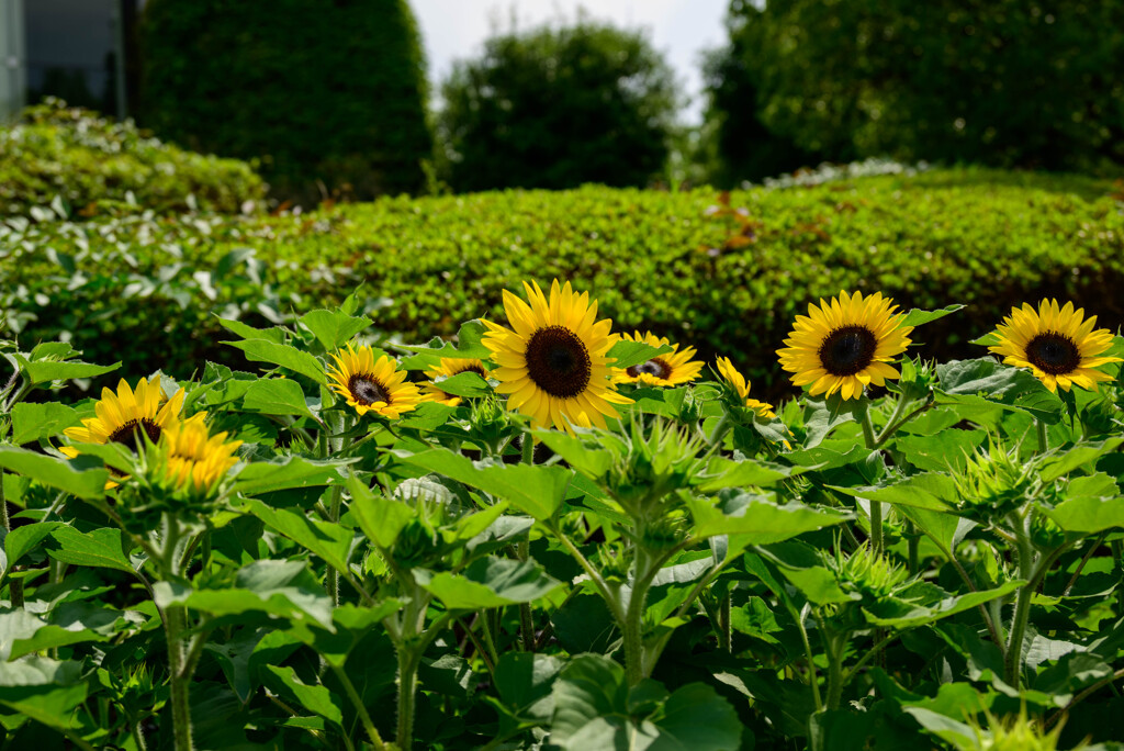 長居植物園のひまわり44