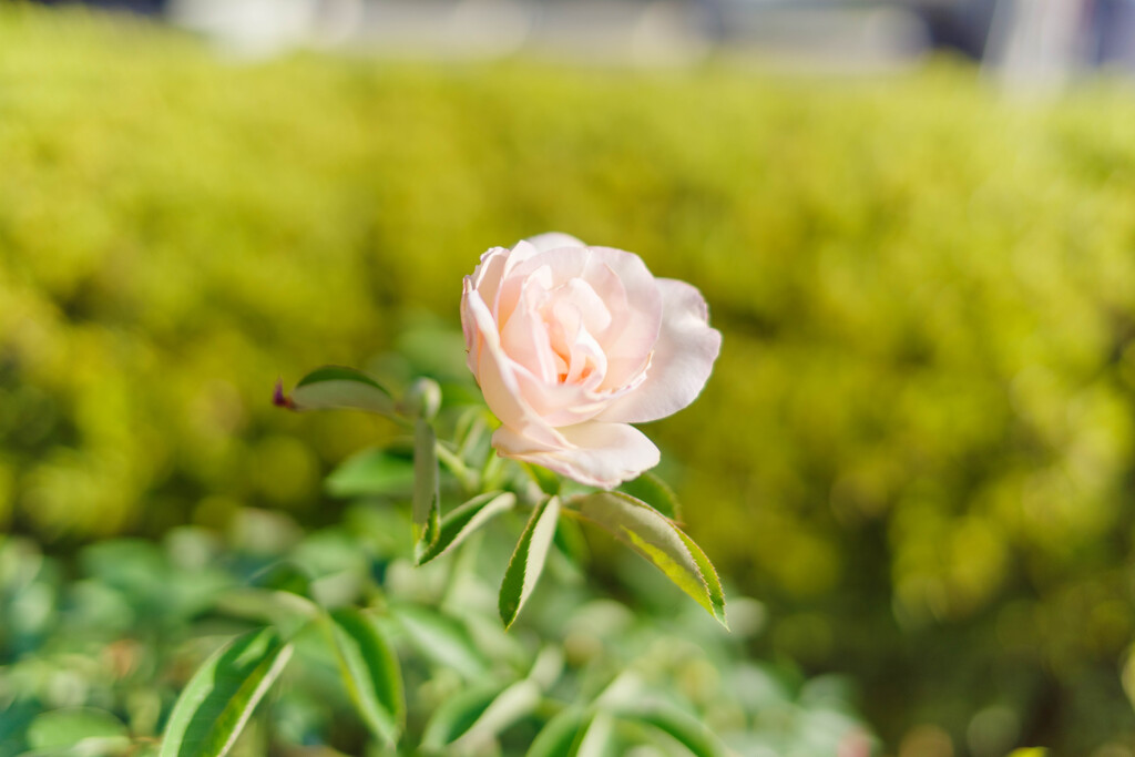 薔薇42