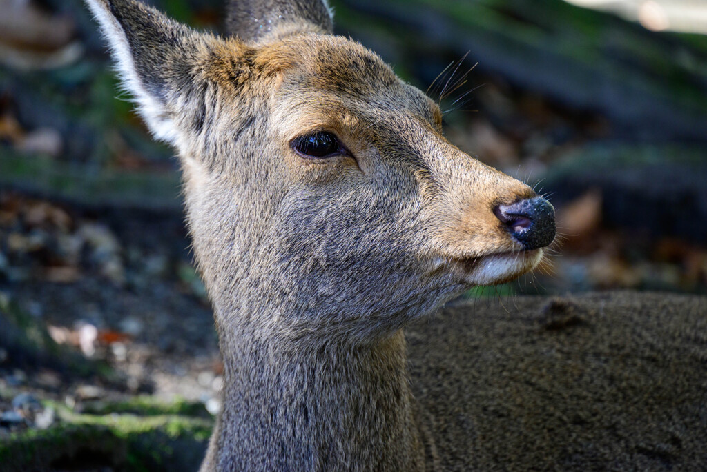 奈良公園の鹿19