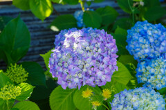 紫陽花7