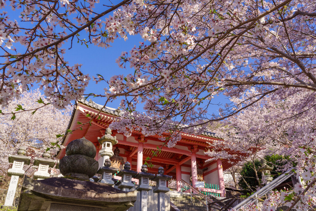 2020壷阪寺桜風景9