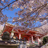 2020壷阪寺桜風景9