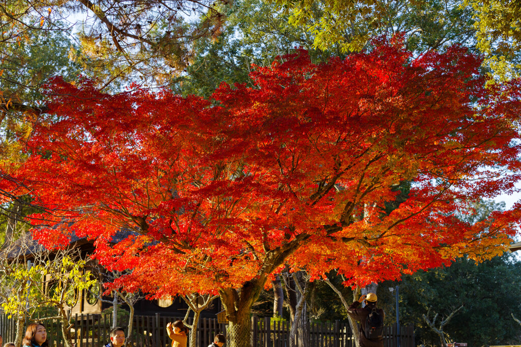 2019奈良公園紅葉19