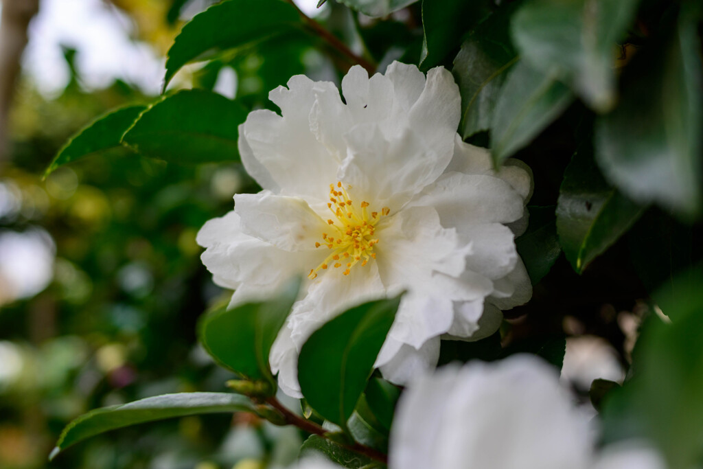 山茶花7