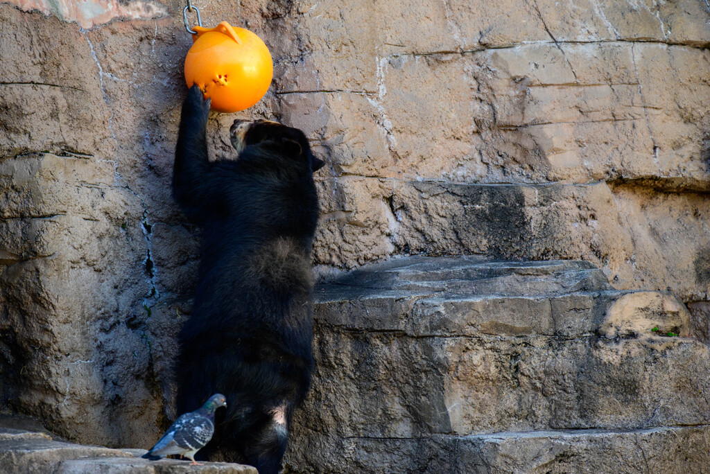 天王寺動物園 メガネグマ4