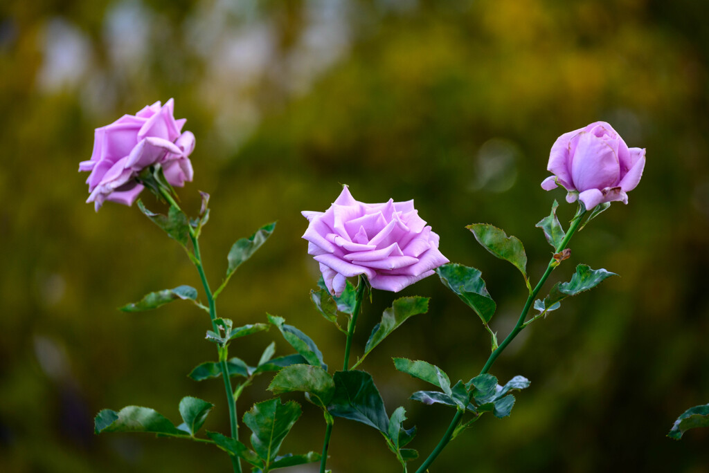 中之島公園の薔薇25藤娘