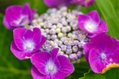 紫陽花33