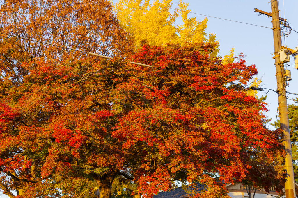 2019奈良公園紅葉29