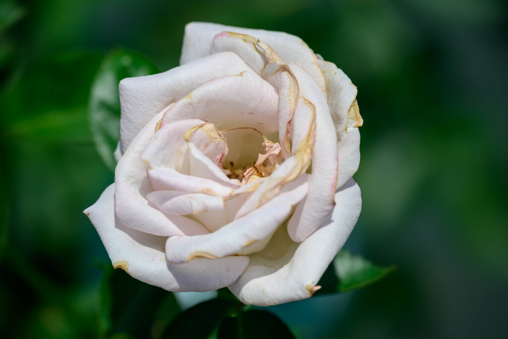 鶴見緑地公園の薔薇1プリンセス ドゥ モナコ