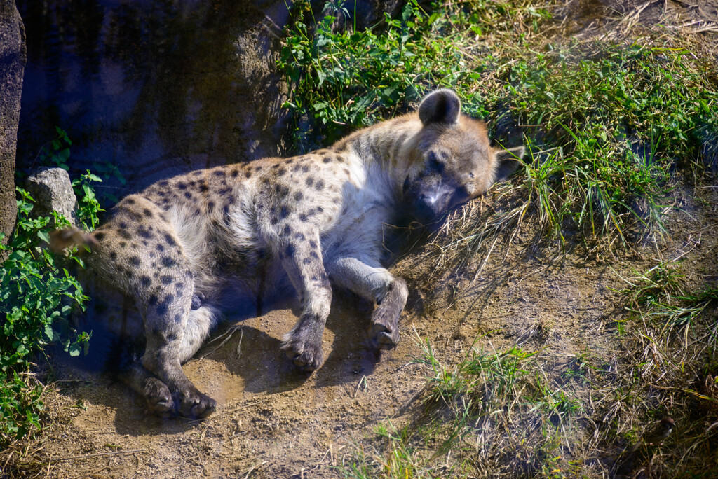 天王寺動物園お昼寝中のハイエナ