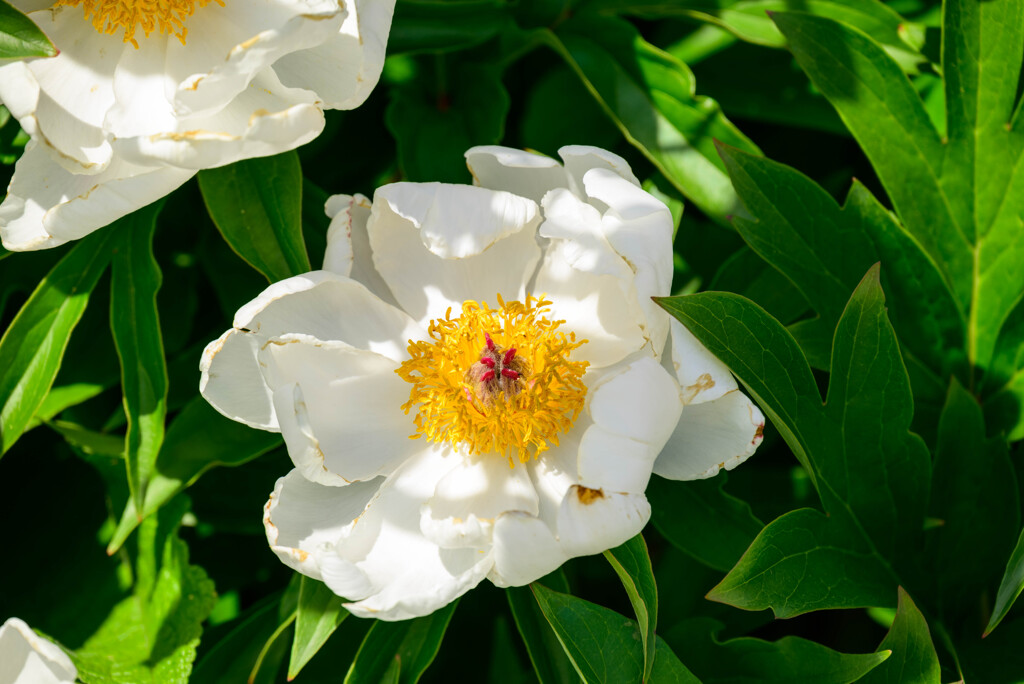 万博記念公園平和のバラ園の芍薬4