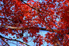 奈良公園の紅葉12