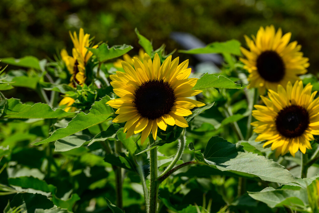長居植物園のひまわり3