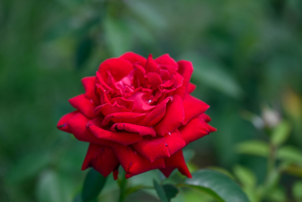 鶴見緑地公園の薔薇3イングリッド バーグマン