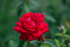 鶴見緑地公園の薔薇3イングリッド バーグマン