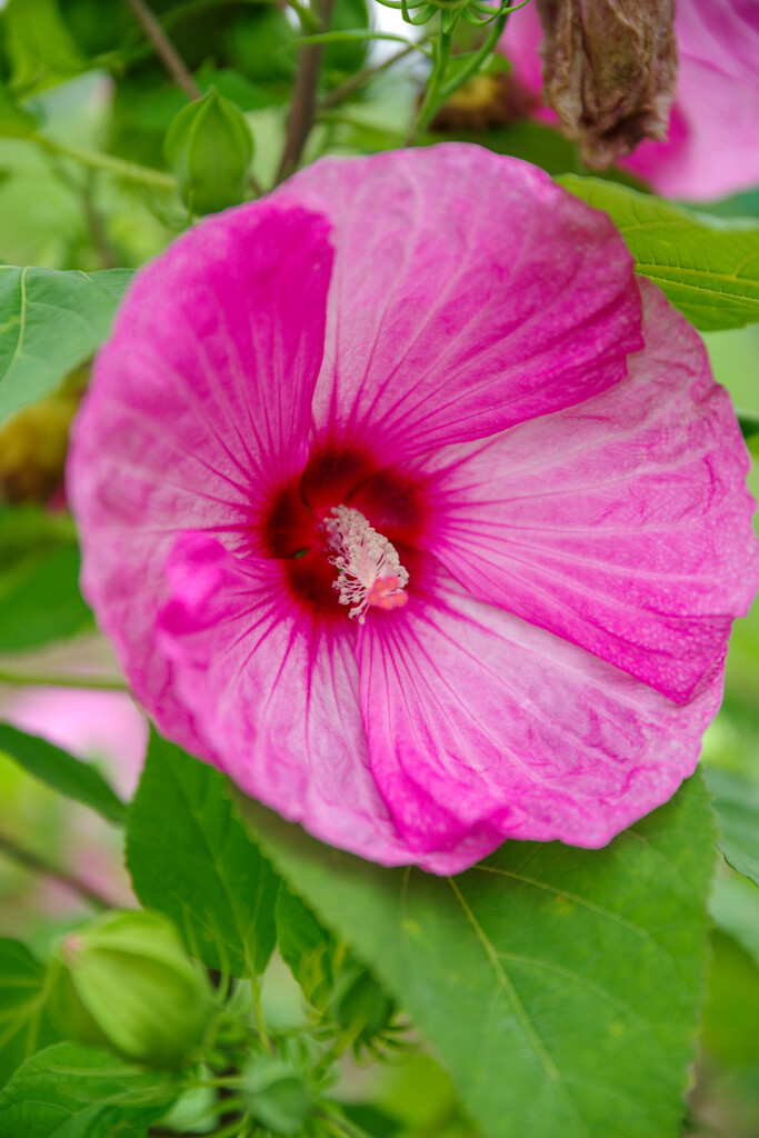 アメリカフヨウ2