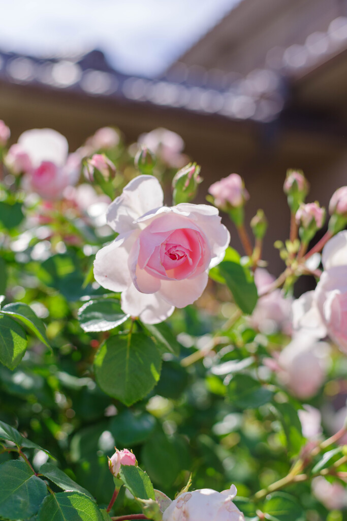 薔薇12