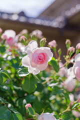 薔薇12