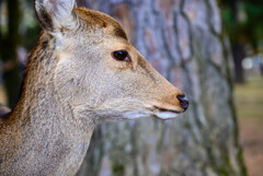 奈良公園の鹿9