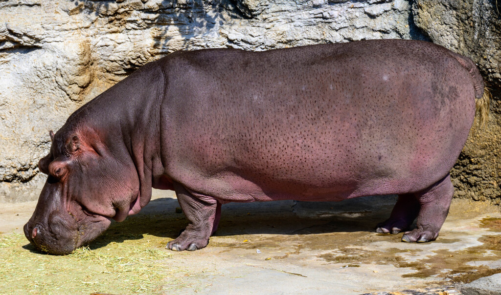 天王寺動物園のカバさん