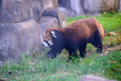 天王寺動物園レッサーパンダ5