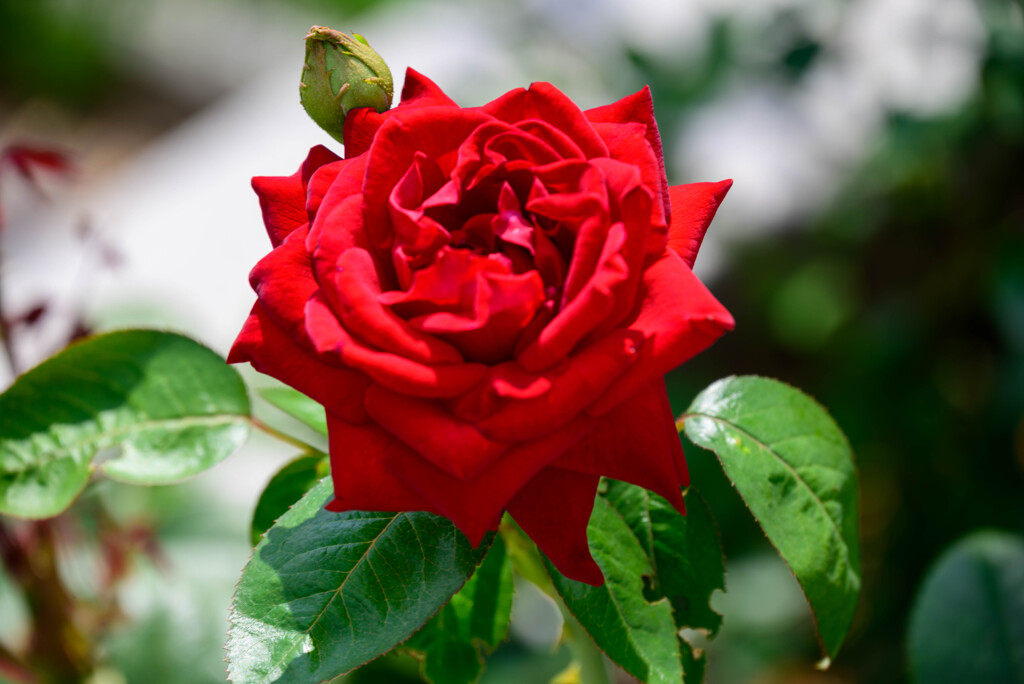 長居植物園の薔薇2