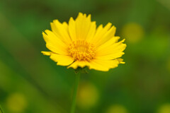 庭で咲いてた黄色い花3