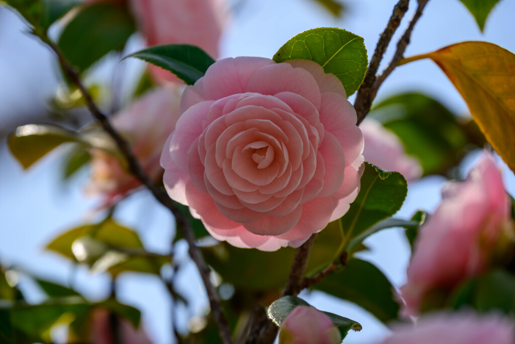 大阪城公園乙女椿5
