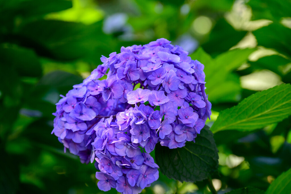 長居植物園のアジサイ4