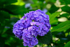 長居植物園のアジサイ4