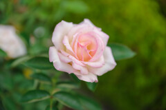 薔薇26